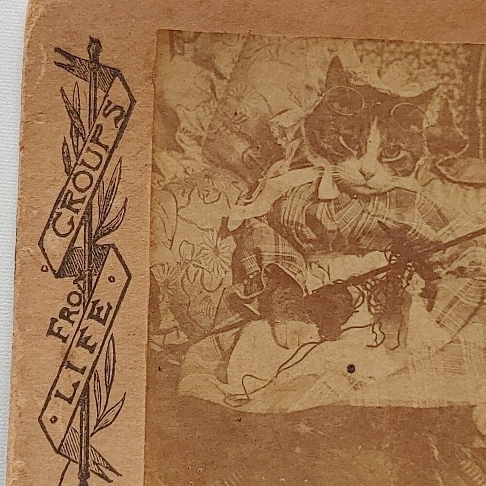 ANTIQUE Stereograph Card Victorian CAT From LIFE GROUPS - Picture 3 of 5